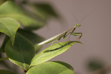 The praying mantis is a large predatory insect that feeds on insects and small reptiles (such as small lizards). A victim grabs from an ambush. California (USA).