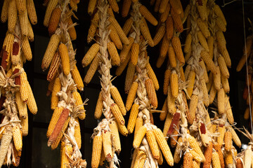 Dry corn hanging on the wall in the house as a decor, corn heads on the wall, food