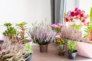 Planting autumn flowers in pots, decorating a balcony or terrace in autumn, heather and...