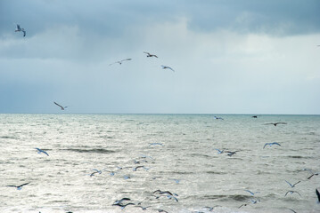 View of the English Channel waters with hundreds seagulls on a cloudy day in Brighton, East Sussex, England, UK