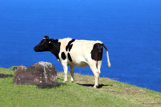 cow in a field
