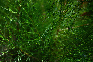 Fototapeta premium pianta da vicino closeup