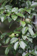 Tropical fruits of  cas tree (Psidium friedrichsthalianum)