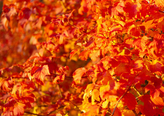 Naklejka na ściany i meble orange fall leaves on branch. selective focus of orange fall leaves. fall season with orange leaves