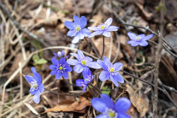 Hepatica is a genus of herbaceous perennials in the buttercup family,