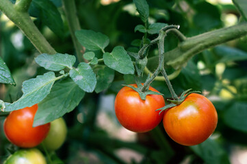 red cherry tomatoes on a branch. Ripe red small tomatoes grow on a branch in a greenhouse. A variety of cherry tomatoes