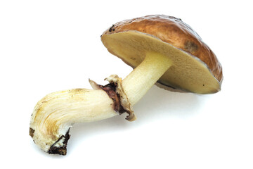 Fototapeta premium Yellow boletus (L.Suillus luteus) isolated on white background