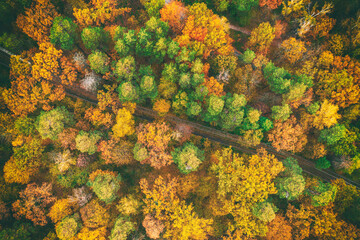 Autumn forest from above