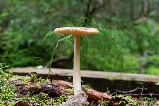 Close up of a mushroom Tawny grisette (Amanita fulva) with green forest background