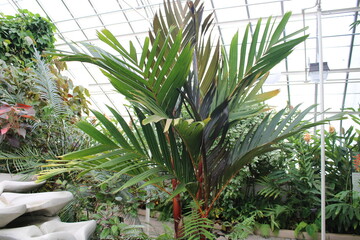Big tropical Palm Tree Landscapes