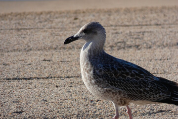 young seagull on the sand of the beach