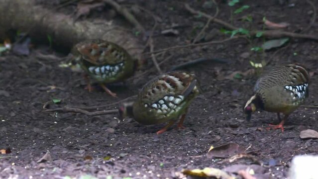 scaly breasted and bar backed partridges