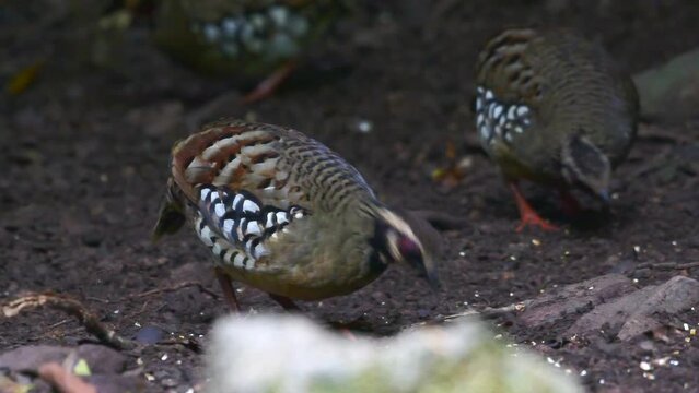 scaly breasted and bar backed partridges