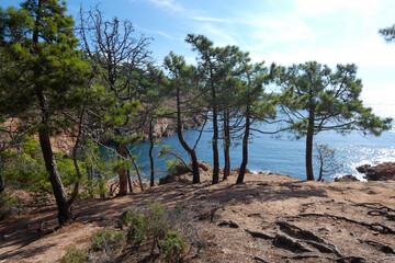 Fototapeta na wymiar Pines, rocks and cliffs on the catalan costa brava in the mediterranean sea