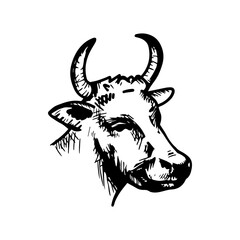 Head of a cow. Vintage vector line drawing.
