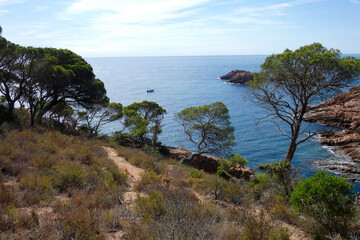 Obraz premium Coast with rocks and blue sea full of trees that reach almost to the sea.