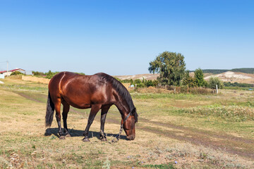 Horse eating freshgrass on the lawn sunlight in the evening. Brown horse feeding standing at the farm near the river. Animals nature wildlife concept.
