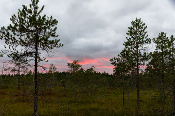 Dramatic evening sky with the red glow and swamp and trees in the foreground