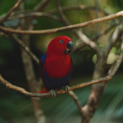 Red parrot with blue eating