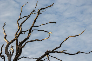 sunlit dead tree branches abstract against blue sky