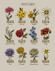 Vintage birth month flowers, Birth flowers, magic floral illustration - 533759811