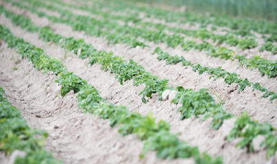 Emerging potatoes. Young potato plants in ridges, agricultural cultivation in spring.