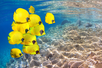 Underwater image with School of Masked Butterfly Fish in the shining blue water ripple background.