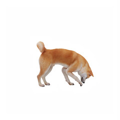 Akita Dog