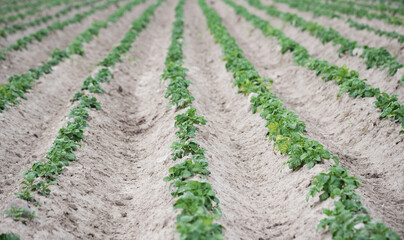 Fototapeta na wymiar Emerging potatoes. Young potato plants in ridges, agricultural cultivation in spring.