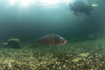 Fototapeta na wymiar Common carps are swimming in the lake. Diving in Czech water. Nature in Europe. 