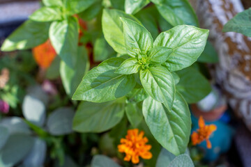 Green Basil Plant with Orange Marigolds Close-up Texture Background Herb