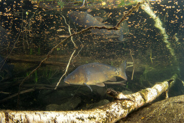 Common carps are swimming in the lake. Diving in Czech water. Nature in Europe. 