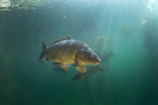 Common carps are swimming in the lake. Diving in Czech water. Nature in Europe. 