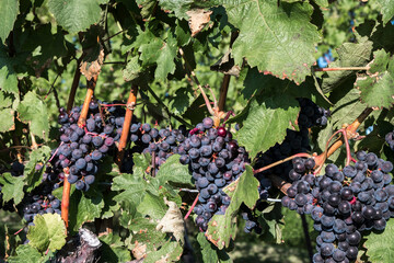 Purple grapes on a vine in Niagara on the Lake, Ontario, Canada.