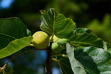 Dojrzałe figi rosną na drzewie figowym, figowiec, Żółty, zielony. Słoneczny dzień., 