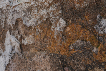 Dry moss on old wall