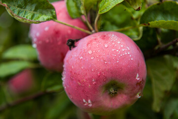 Jesienna odmiana jabłoni. - obrazy, fototapety, plakaty