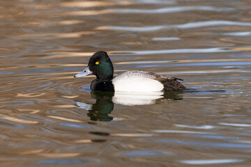 A Lesser Scaup drake with water droplets on its head and back feathers swimming in a golden brown lake. Close up view.