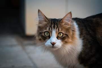 Gatto tigrato guarda la fotocamera