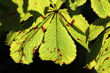 Drzewo kasztanowca jesienią z owocami kasztana.  © FotoDax