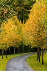 Naklejka premium Allee mit Bäumen Herbst Laub bunt