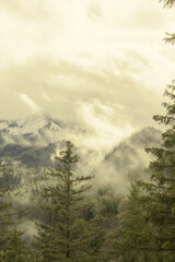 Berg mit Schnee und Baumwipfel im Vordergrund
