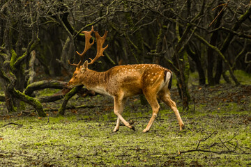 red deer in the woods