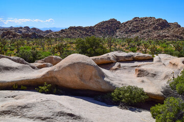 Joshua Tree National Park, Mojave Desert