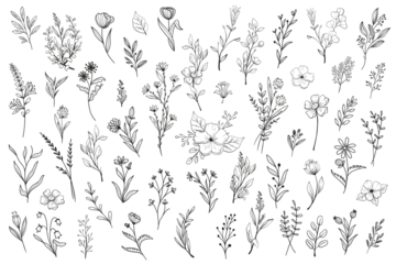 Foto op Plexiglas Wild Flower Illustrations - Flower Vector Graphics - Floral Illustration - Vector Set - Wild Flowers - Leaf - Leaves - Collection - Nature - Transparent - Isolated - Illustrator - EPS - PNG - SVG  © Graphic Ghost