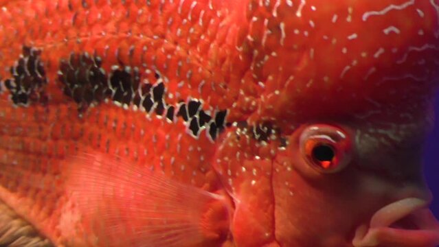 Large red fish swims close-up. The fish moves its fins and breathes. Large fisheye.