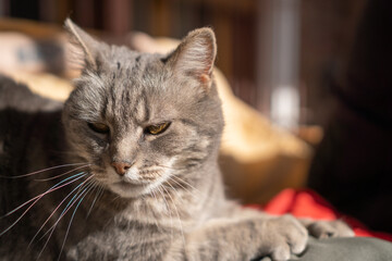 chubby cat with sunlight