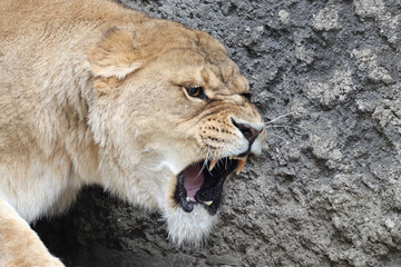 Fototapeta na wymiar Lioness (Panthera Leo) closeup portrait, rock background.