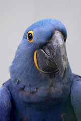 The hyacinth macaw (Anodorhynchus hyacinthinus), or hyacinthine macaw closeup photo.