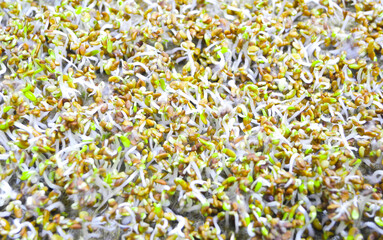 Germinated seeds with fluffy micro roots of alfalfa close up. Growing microgreens.